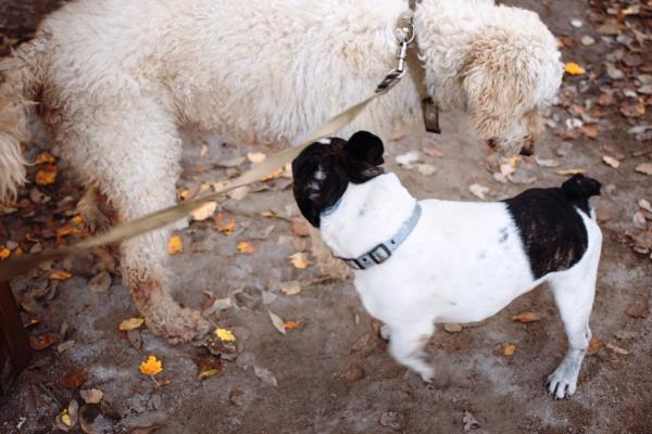 CANINA Dog Stop Spray für Hunde und Katzen 100ml